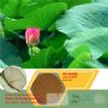 Lotus Leaf Extract